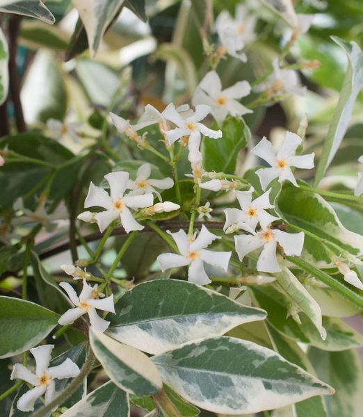 Trachelospermum jasminoides 'Variegatum'